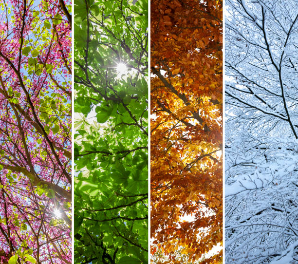 Seasonal Pieces